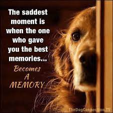 Some people might find that strange. Beverleyshiller Dog Quotes Dog Love Pet Remembrance