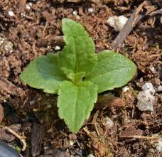 Image result for Pycreus mortonii