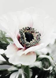 White Anemone Flower Poster Anemone Flower White Anemone Flower White Anemone
