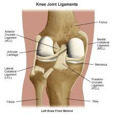 The knee is a complex structure consisting of bone, cartilage, muscle, tendon, ligament, synovial fluid and nerves. Types Of Knee Ligaments Stanford Health Care