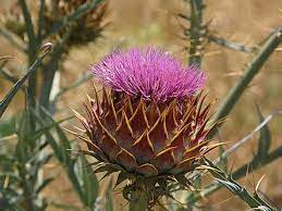 Cynara Cardunculus Profile California Invasive Plant Council