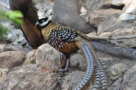 Pin On Pheasants Syrmaticus Long Tailed Pheasant