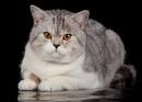 Scottish Fold Cat Breed - Facts and Personality Traits ...