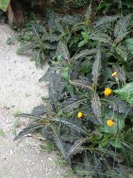 Image result for Gynura pseudochina