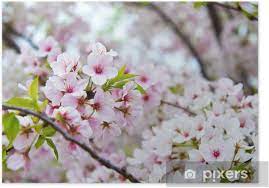 You can remove a dead tree from your property without the hassle of treating it in the meantime. Flowering Cherry Blossom Tree In Nashville Tennessee Poster Pixers We Live To Change