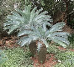 Image result for Encephalartos aplanatus