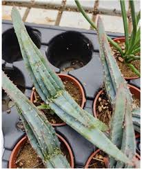 Image result for Aloe suprafoliata