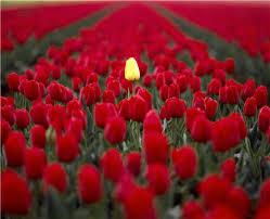 Résultat de recherche d'images pour "stand out"