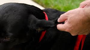 An ear hematoma will go away on its own if it is not treated. Causes And Treatments Of A Swollen Ear Flap