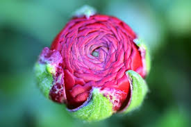 Adding a few key plants to existing gardens can help boost your landscape's seasonal. Planting For Fall And Year Round Color In Southern California Pat Welsh Organic And Southern California Gardening