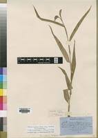 Image result for Commelina kotschyi