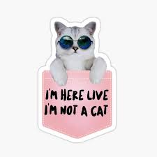 The texas lawyer who went viral after accidentally appearing in a virtual court case as a cat has described how the filter mishap happened. Viral Cat Gifts Merchandise Redbubble