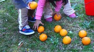 pin by elaine teh瑜玲on activitive for children navel oranges pumpkin patch pumpkin