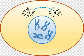 Please enter your email address receive free weekly tutorial in your email. Prophase Interphase Cell Cycle Chromosome Chromatin Others Transparent Background Png Clipart Hiclipart