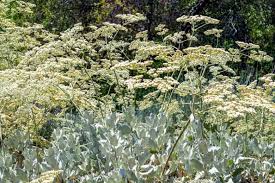 Image result for Eriosema angolense