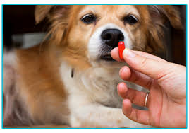 .to market prescription animal products to buyers without valid prescriptions, rendering the medications misbranded. How To Give Your Pet Medication Welcome To The Insurance Emporium