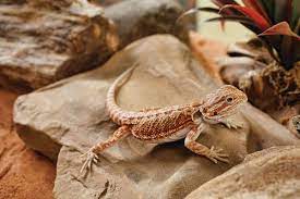 Bearded dragons' price currently start at $79.99. Basic Care And Supplies For A Bearded Dragon Petco