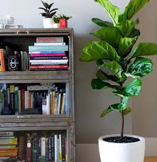 I desperately need a tree in my front room, and this type fits the bill. Large Fiddleleaf Fig Altum S Zionsville In