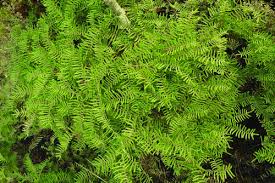 Image result for Gleichenia elongata