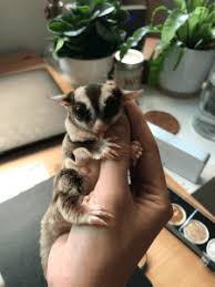 Sugar Glider Rescues Dear Arnold Glider Hair Loss Part Ii Suncoast Sugar Gliders