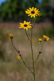 Image result for Helianthus angustifolius