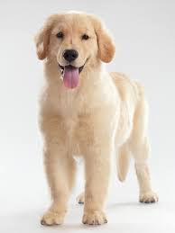 Golden Retriever Photograph Golden Retriever Puppy By Oleksiy Maksymenko Retriever Puppy Golden Retriever Puppy Golden Retriever