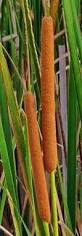 Image result for Typha capensis