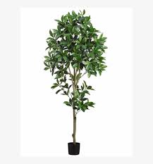 Real topiary trees in pots. 5 Shikiba Topiary Tree In Pot Green Giant Protea Transparent Png 800x800 Free Download On Nicepng