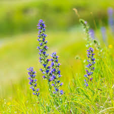 Image result for Baissea viridiflora