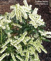 Image result for Pieris japonský debutante obrázek