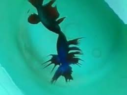 73 likes · 3 talking about this. Cupang Plakat Vs Serit Indonesia By Raditya Yusriharyadi