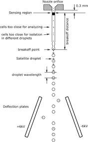 G1 chapter 9 cellular reproduction 125 name date class chapter 9 worksheet section 2: Guidelines For The Use Of Flow Cytometry And Cell Sorting In Immunological Studies Cossarizza 2017 European Journal Of Immunology Wiley Online Library