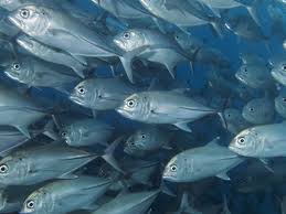 Darwin island, galapagos islands, ecuador. Schooling Fish Only Pay Attention To Few Neighbours For Coordinating Their Collective Movements