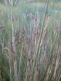Image result for Juncus kraussii