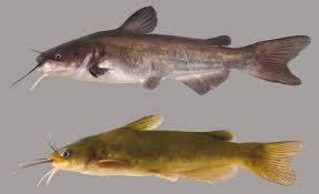 Black And White Striped Fish Florida White Catfish In 2020 Florida Fish Fish Gallery Catfish