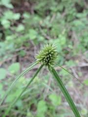 Image result for Schoenoplectus muriculatus