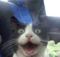 Looking for funny cat stickers? Funny Cat Gifs Get The Best Gif On Giphy