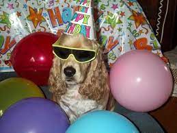 Dog Wearing Sunglasses Birthday Hat Birthday Sunglasses Birthday Hat Wedding Party