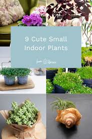 9 Tiny Houseplants Prove That Bigger Isn T Better Small Indoor Plants Plants Indoor Plants
