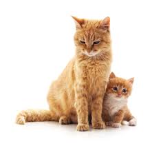 See more ideas about cats, kittens, cats and kittens. Kittens Cats The Y Guide