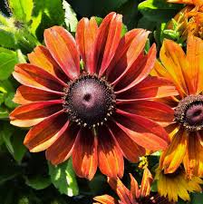 Image result for Rudbeckia