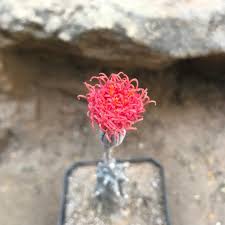 Image result for Kleinia mweroensis