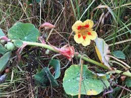 Image result for Tropaeolaceae