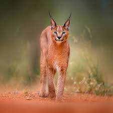 Cc by 2.0 / gopal vijayaraghavan / caracal. Pin On True Story