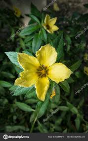 Image result for Turneraceae
