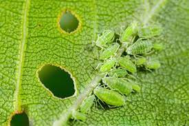 Check spelling or type a new query. How To Identify And Control Zucchini Plant Pests Gardener S Path