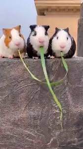 Stealing Food Cute Animals Animal Gifs Cute Animal Videos