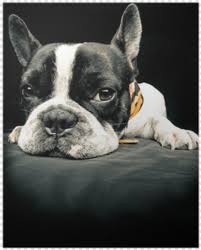 French Bulldog French Fries Down Syndrome French Fry Bulldog Bulldog Logo 1102392 Free Icon Library