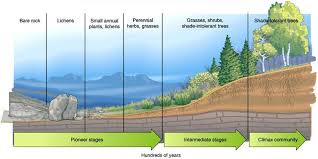 Primary Succession The Series Of Community Changes Which Occur On An Entirely New Habitat Which Has Never Primary Succession Shade Grass Secondary Succession