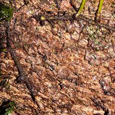 Image result for Loxogramme abyssinica